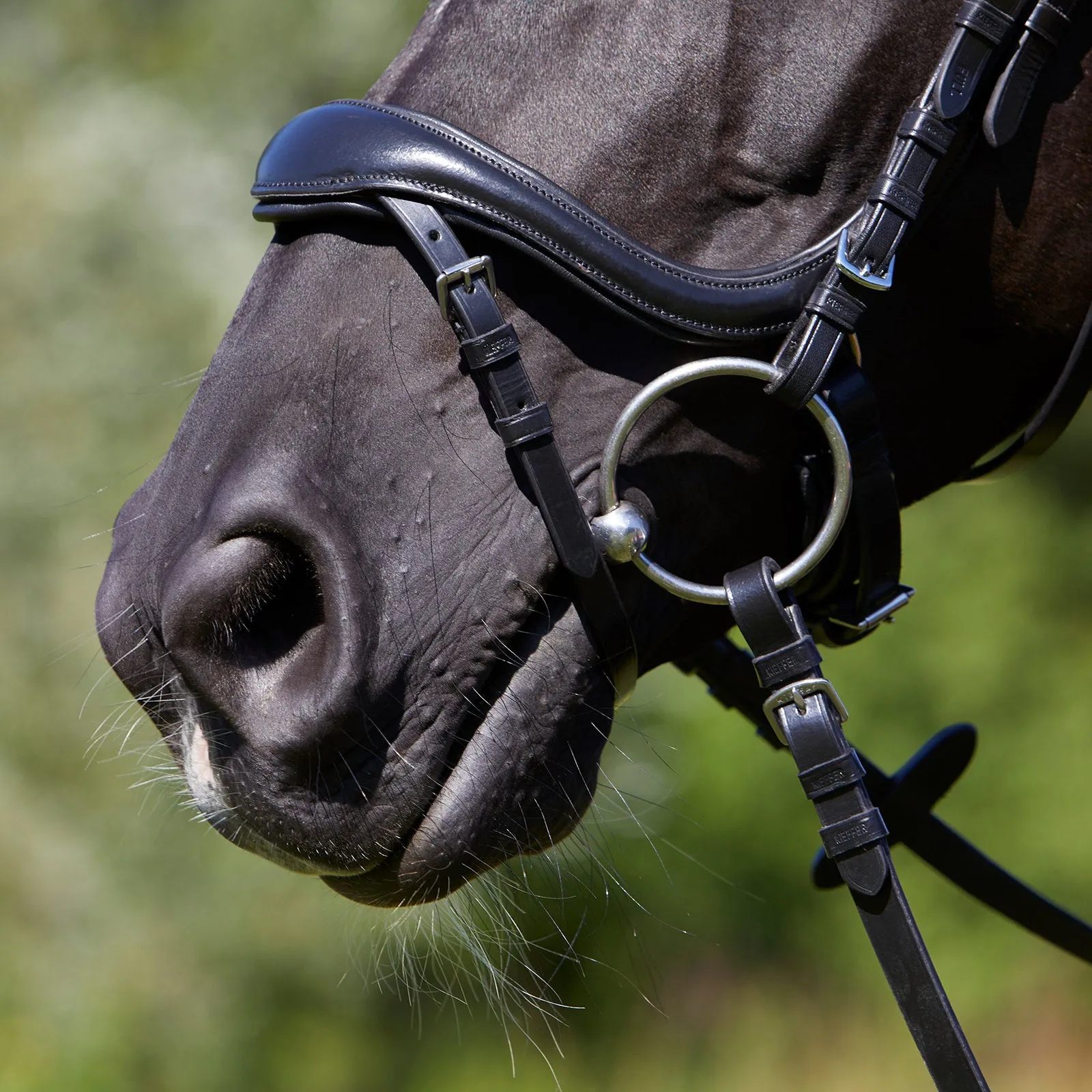 Kieffer Viola Snaffle Bridle