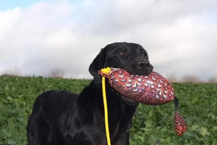 SPORTING SAINT Bird Dummy