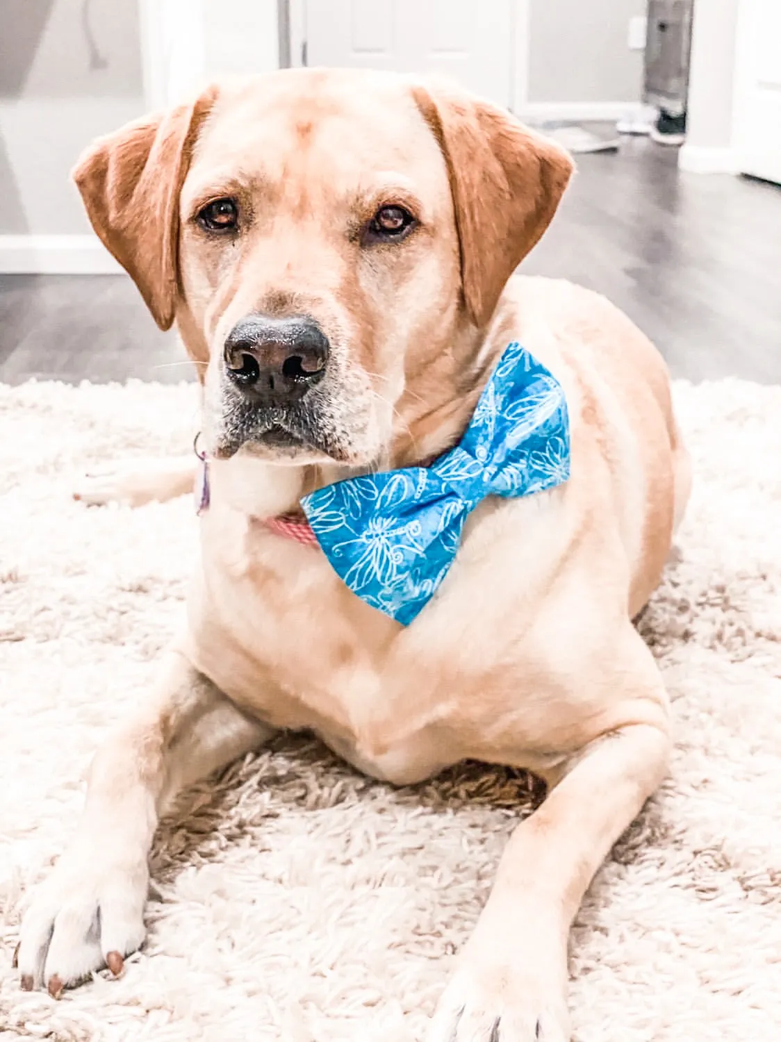 Valentine Dog Bow